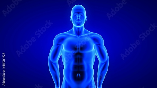 male fitness body - muscle mass building illustration on blue background