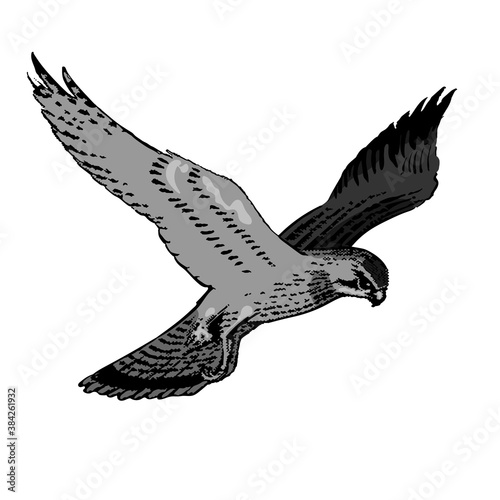 Faucon crécerelle.