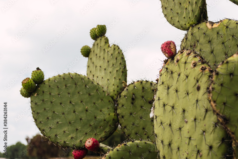 Cactus with tuna fruit Cactus with tuna fruit
