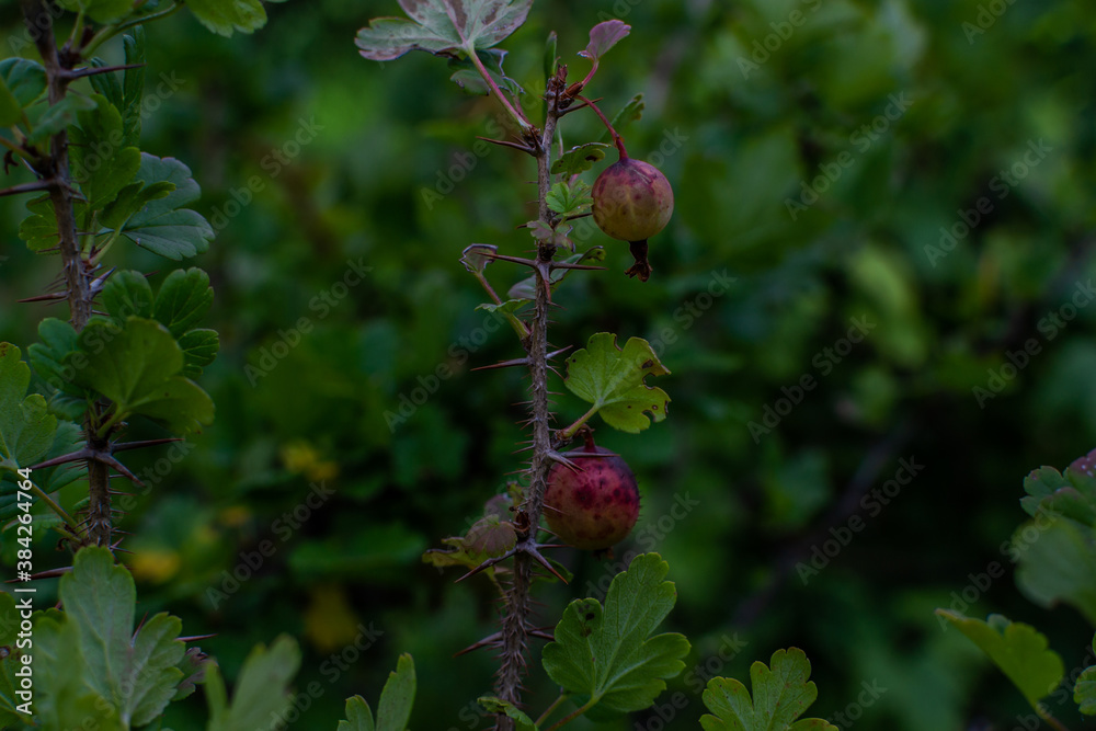 Red dark purple spotted ripe rose hips grow on thorny branches with green leaves on shrub in the garden
