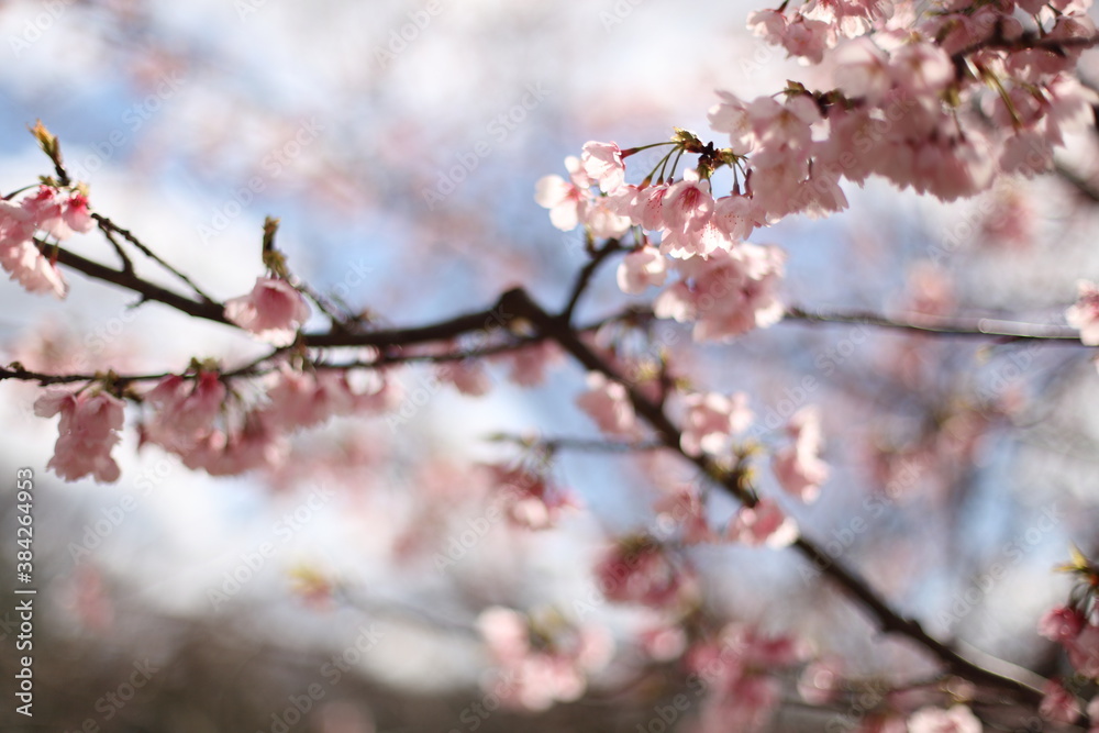 早咲きの桜 早咲きの桜