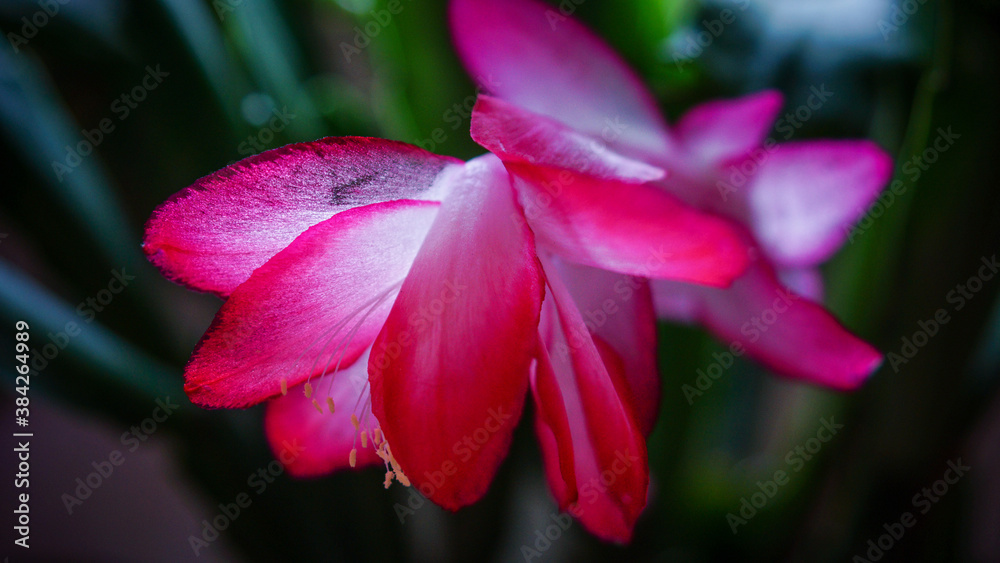 Fototapeta premium close up of a flower