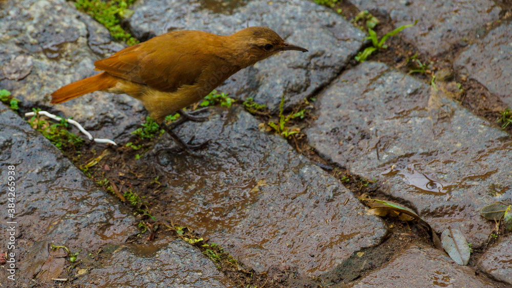 Obraz premium bird on a tree