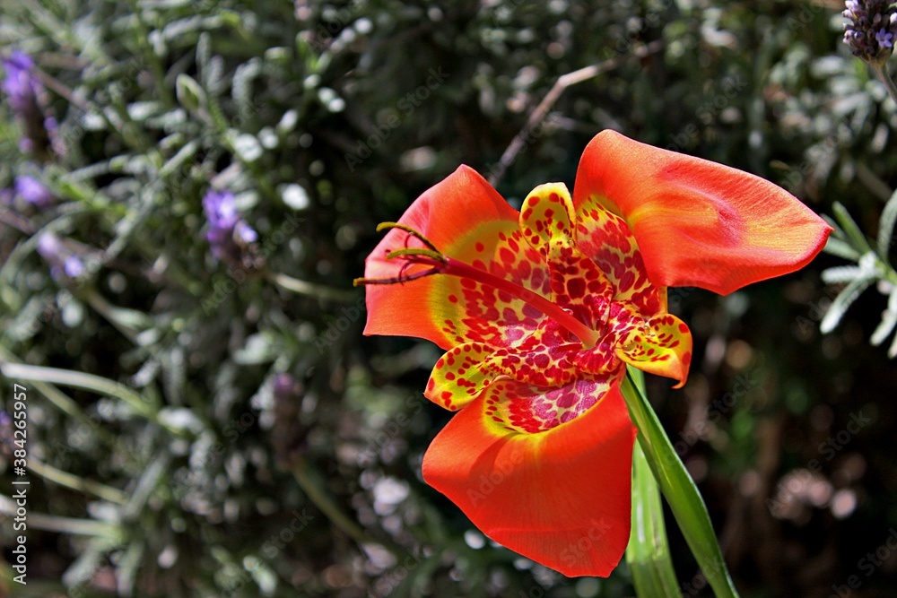 Obraz premium Orquidea Callejera