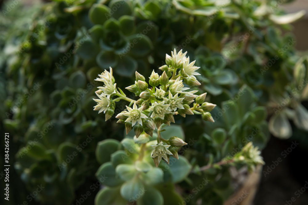 Floral. Succulent plants. Macro view of Aeonium haworthii, also known as Pinwheel, beautiful flowers of white petals spring blooming in the urban garden. Floral. Succulent plants. Macro view of Aeonium haworthii, also known as Pinwheel, beautiful flowers of white petals spring blooming in the urban garden.