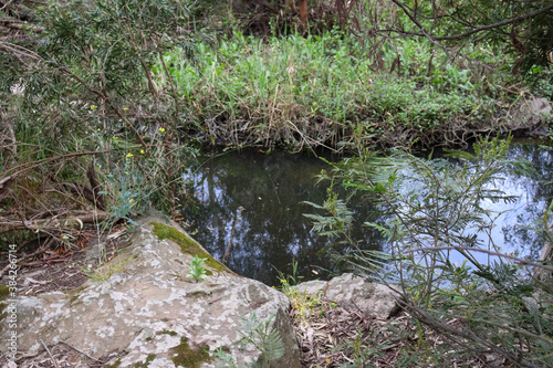 river in the forest