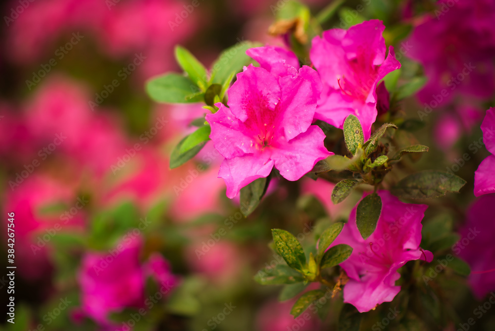 A beautiful pink azalea in bloom with a blurred background. A beautiful pink azalea in bloom with a blurred background.