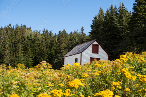 View of a small cottage surrounded by wild yellow flowers, on Bonaventure island, Quebec