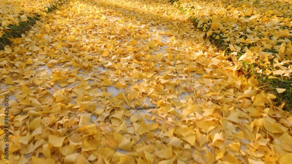The bright yellow leaves of the Ginkgo Biloba tree in autumn. Ginkgo Trees are native to China, but can be found in many places. Shot in Los Angeles. The bright yellow leaves of the Ginkgo Biloba tree in autumn. Ginkgo Trees are native to China, but can be found in many places. Shot in Los Angeles.