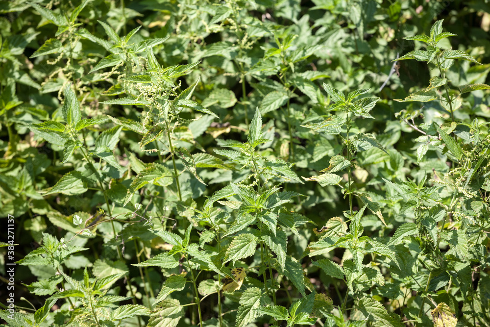 Common nettle bush, invading a meadow, with blooming flowers in summer. Also called urtica Dioica, the stinging nettle is an irritating plant from the Urticaceae family Common nettle bush, invading a meadow, with blooming flowers in summer. Also called urtica Dioica, the stinging nettle is an irritating plant from the Urticaceae family