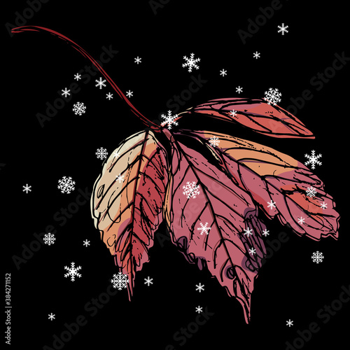 Autumn leaf of Parthenocissus quinquefolia in winter. Foliage in fall under snowflakes. Virginia creeper or Victoria creeper plant. Hand drawn colorful sketch.