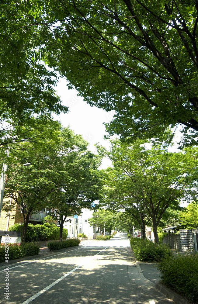 Obraz premium 街路樹と道路