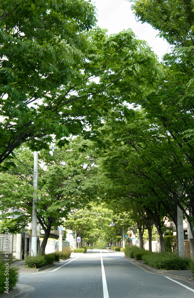 街路樹と道路 街路樹と道路