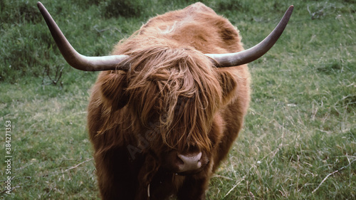 highlandcattle cow in a green field 