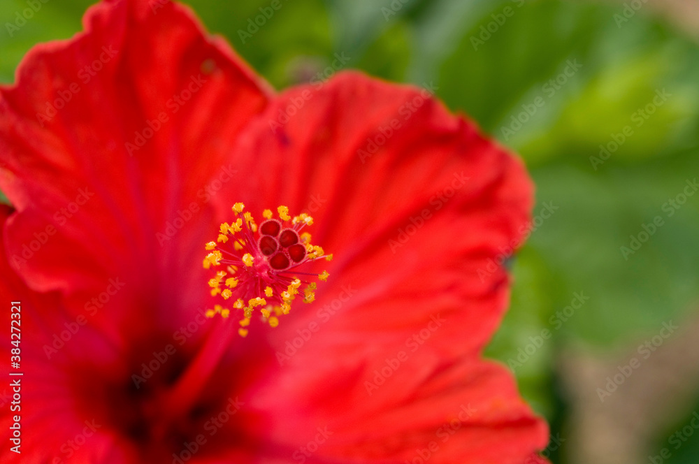 ハイビスカスの花