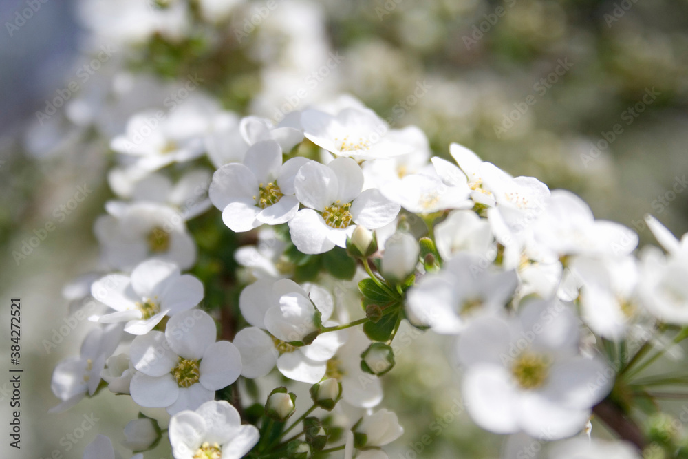 ユキヤナギの花