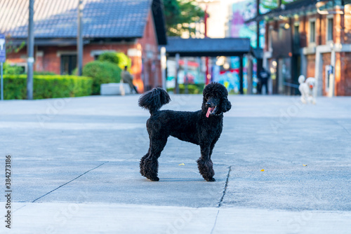 The Black Standard Poodle is standing on a playground in the city.
