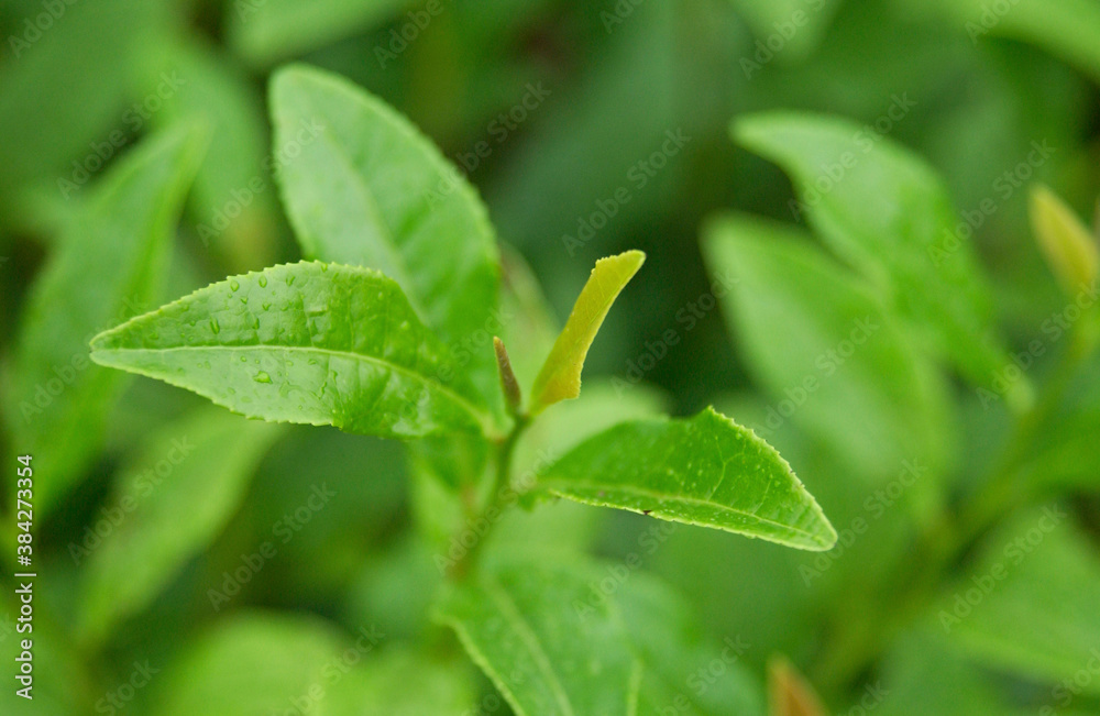 茶畑 茶畑