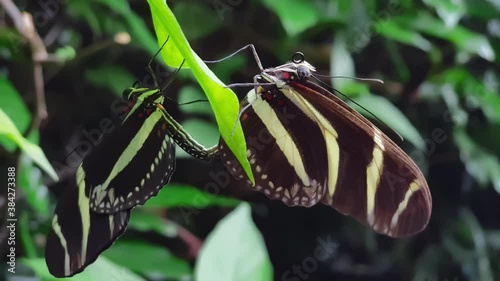 Butterflies mating on a leaf after winning their female
