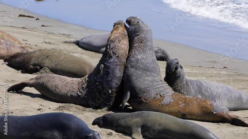 Elephant Seals on the central coast of California near San Simeon