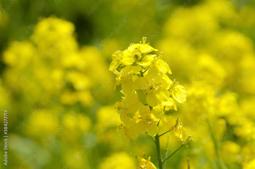 菜の花 菜の花