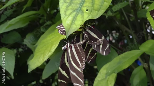 The males fight for the female butterfly, only one manages to stay with the female

