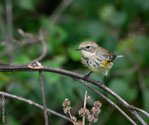  Yellow-rumped Warbler Foraging in Fall