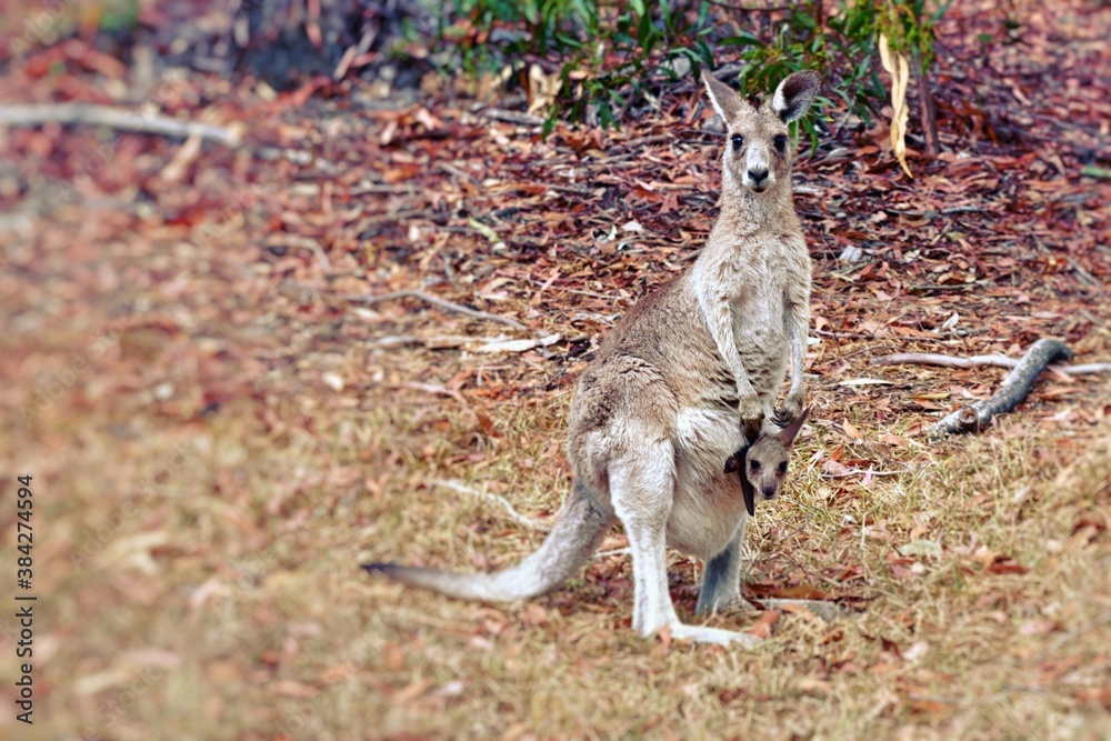Kangaroo with joey Kangaroo with joey