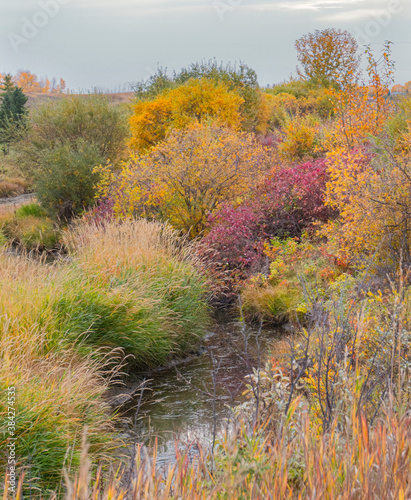 autumn landscape with bushes and creek