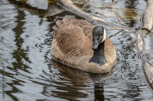 Canada Goose at Tylee Marsh, Rosemère, Québec, Canada photo