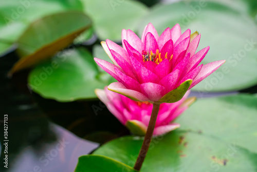 Pink lotus flower in water pond outdoor park