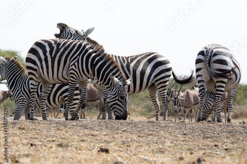 A heard of Zebras  Equus quagga  drinking at a waterhole. Kenya.