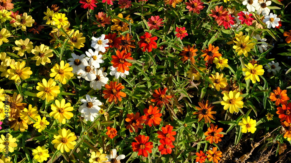 
Flowerbed in a city park