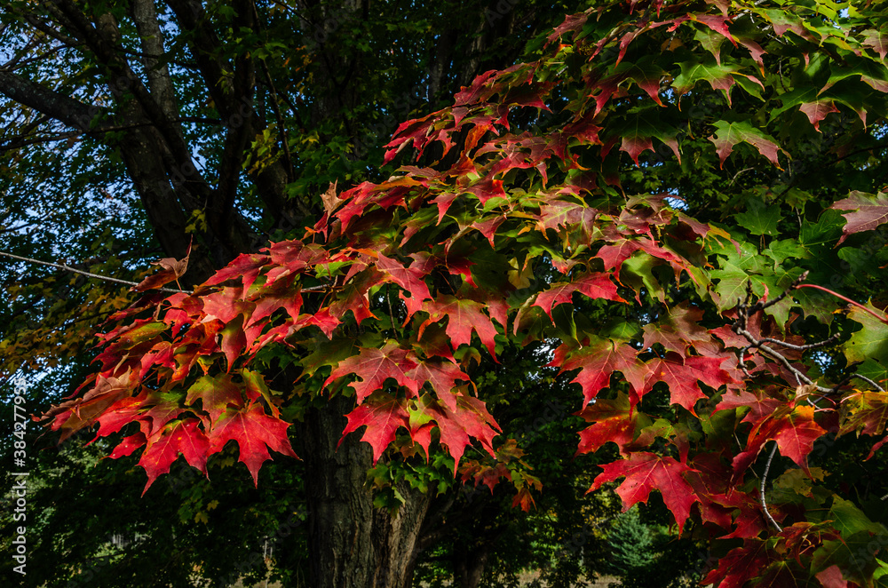 Maple Leaves Turning From Green to Red Maple Leaves Turning From Green to Red