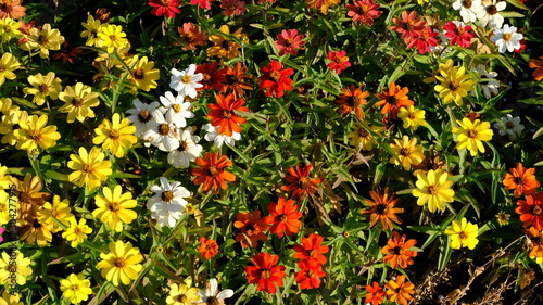  Flowerbed in a city park