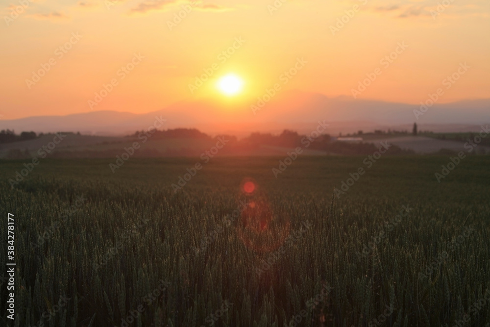 朝日昇る朝焼けの麦畑