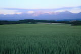 麦畑と夕焼けの十勝連山