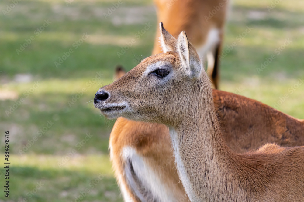 Obraz premium Impala (Aepyceros melampus)