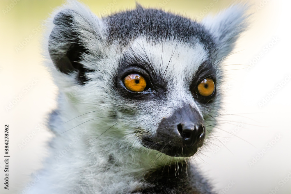 Obraz premium The ring-tailed lemur (Lemur catta)