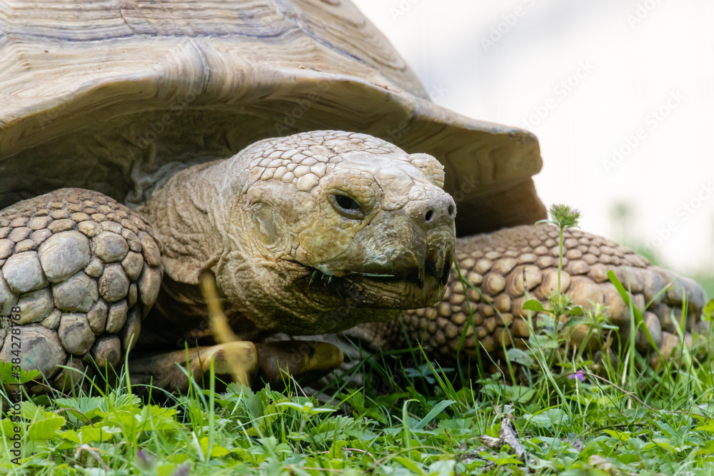 African spurred tortoise (Centrochelys sulcata) African spurred tortoise (Centrochelys sulcata)