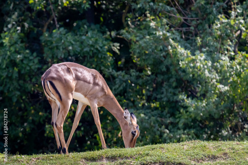 Impala (Aepyceros melampus)