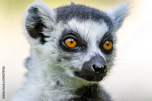 The ring-tailed lemur (Lemur catta) © Gbor