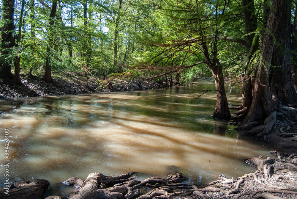 Fototapeta premium river in the forest