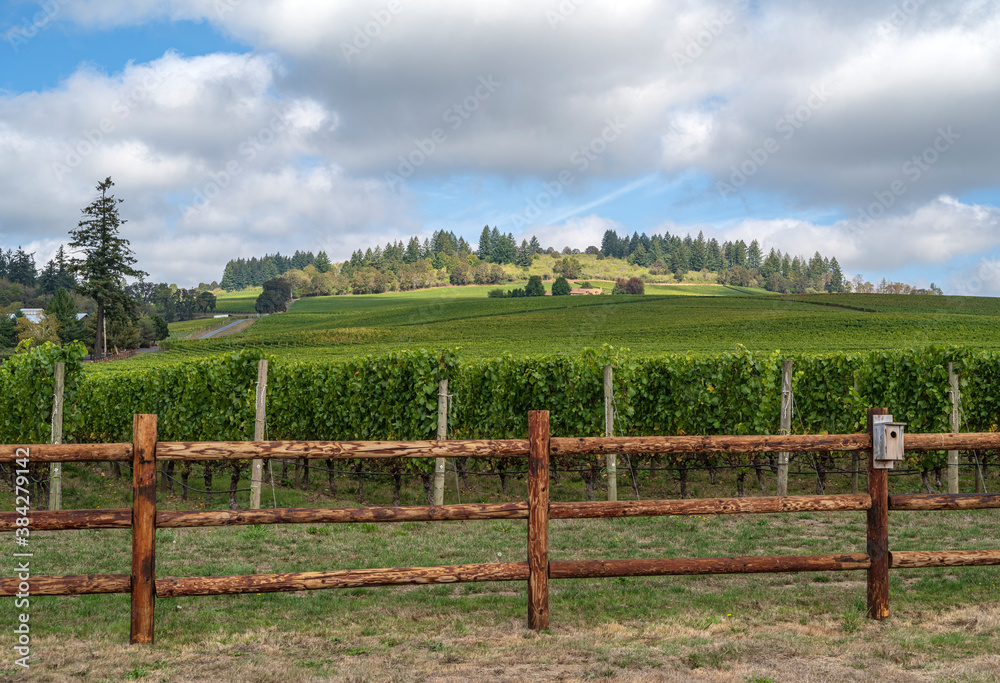 Landscape of vines in a row in rural Oregon