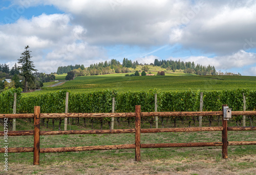Landscape of vines in a row in rural Oregon