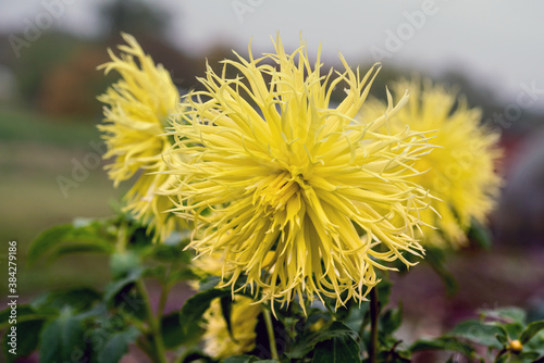 Dahlia Encore flower blossom