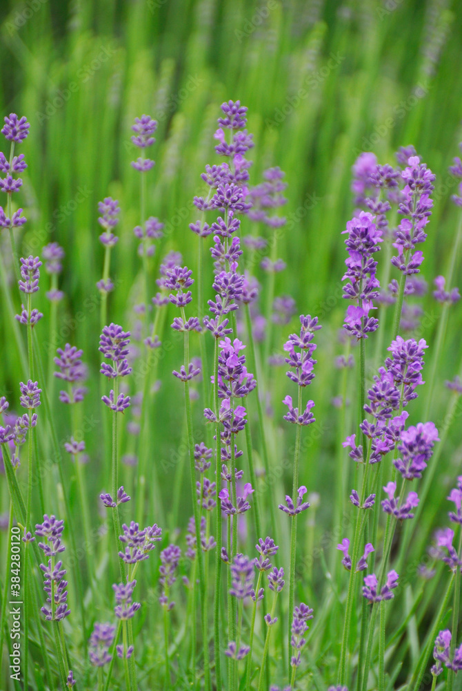 Naklejka premium ラベンダー