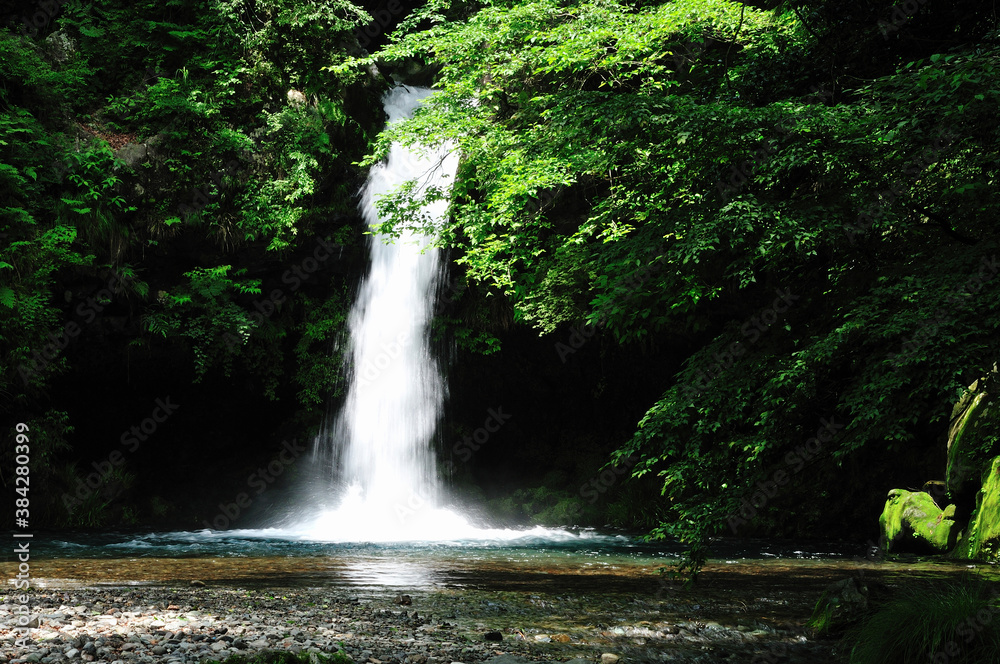 Naklejka premium 滝
