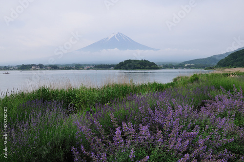 富士山とラベンダー © Paylessimages