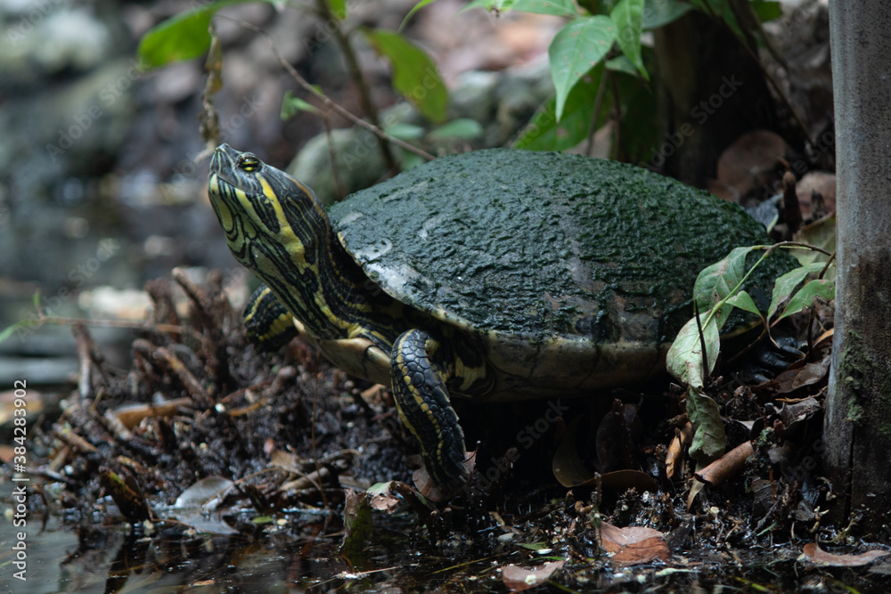 Obraz premium frog on the stone